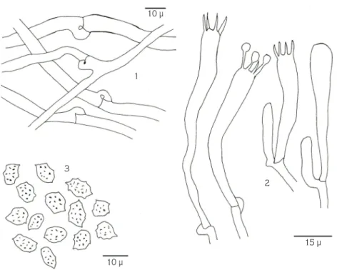 Figure 3.  Microscopic elements of L. oxycedri (from HD1250): 