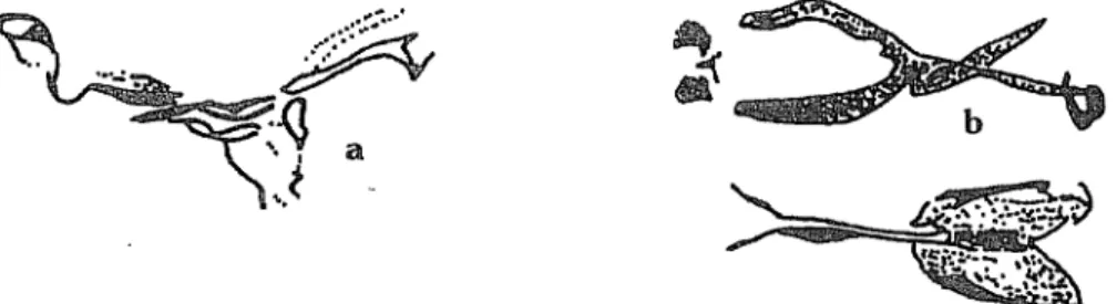 Figure  5.  The  shapes  of  adeagus:  a)  Napomyza  clematidis;  b)  Napomyza  gymnostoma;  c)  Napomyza lateralis (Spencer,  1990)