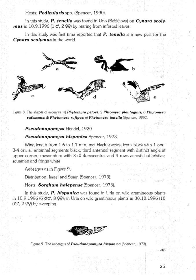 Figure  8. The shapes of aedeagus:  a)  Phytomyza  petoei;  b)  Phtomyza plantaginis;  c)  Phytomyza  rufescens;  d)  Phytomyza  rufipes;  e)  Phytomyza  tenella (Spencer,  1990)