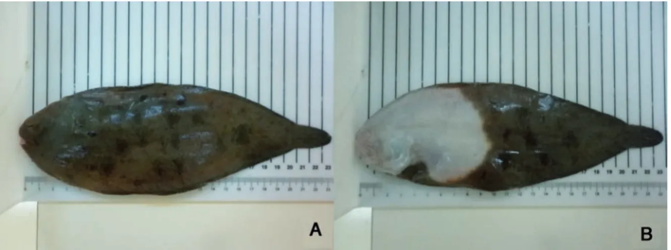Figure 1. Solea solea. A view from ocular (a) and blind side (b).