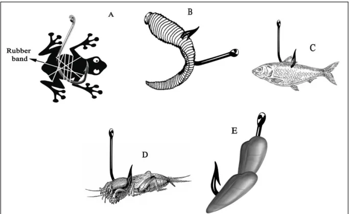 Figure 4. Different methods of baiting hook with various baits; A; Live frog, B; Leech, C; Live fish, D; Mole cricket, E;  Liver of chicken or turkey