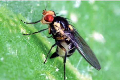Fig. 2. Characteristics of Liriomyza huidobrensis. (A) Vertical bristles on a brownish yellow background contiguous with black hind margin of the eye (note ar- ar-rows)