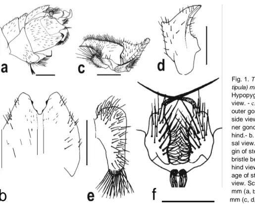 Fig. 1.  Tipula (Luna-  tipula) murati  sp. n. - a.  Hypopygium, lateral  view. - c. Left inner and  outer gonostyles, out-  side view
