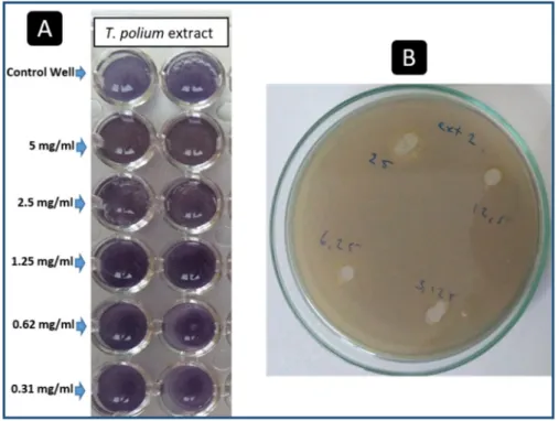 Figure 4. Determination of the effect of different concentrations of T. polium methanolic extract on  violacein production by C