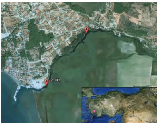 Figure 1. Akyaka Stream and stations (Gokova) Gokova Area includes Akyaka Azmak Stream  is very important wetland area, which is 