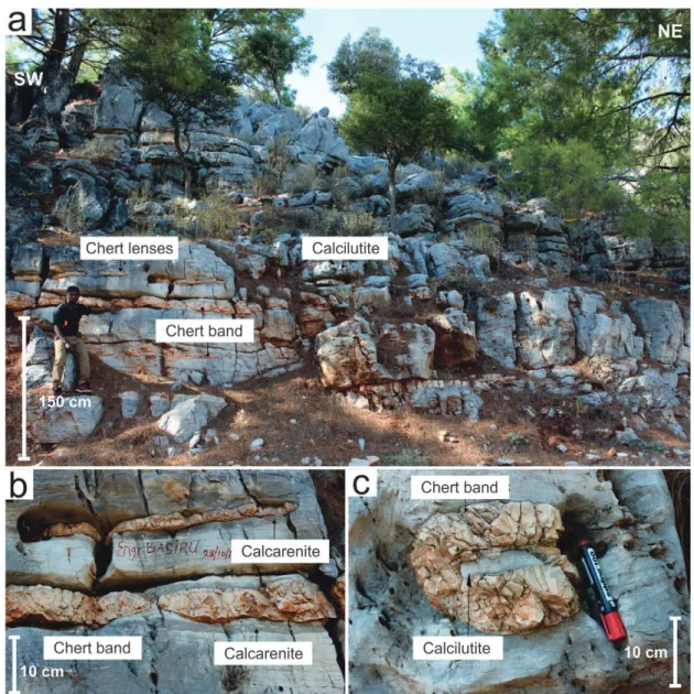 Figure 8.  Field photographs showing the calciturbidites in Bozburun hill; (a) General view of calciturbidites in Bozburun hill; (b) thick bedded layered calcilutite  with abundant chert bands and lenses; (c) calcilutite with chert lenses.