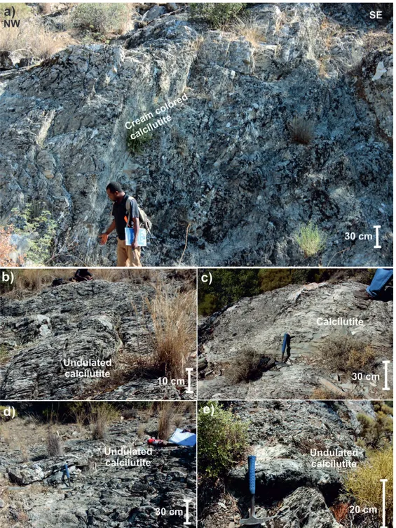 Figure 7.  Field photographs showing the calciturbidites in the Yangı section; (a) General view of calciturbidites in the Yangı section, (b) grey coloured calcilutite,  (c) yellow, laminated, thin bedded calcilutite, (d) undulating, thin bedded calcilutite