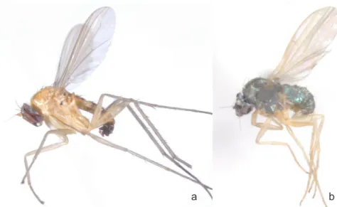 Fig. 2. a) Neurigona erichsoni (Zetterstedt, 1843), b) Chrysotimus molliculus (Fallén, 1823) ACKNOWLEDGEMENTS