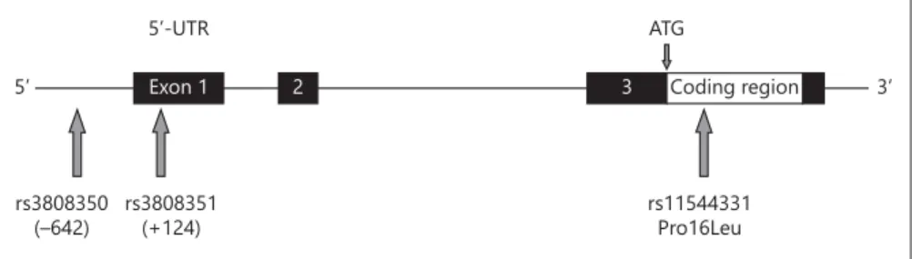 Fig. 1.   Location of the genotyped GPR30  SNPs. The numbers below the  5 ′  -SNPs   in-dicate the position relative to the  transcrip-tion start site (NCBI ref.: NM 001039966.1)