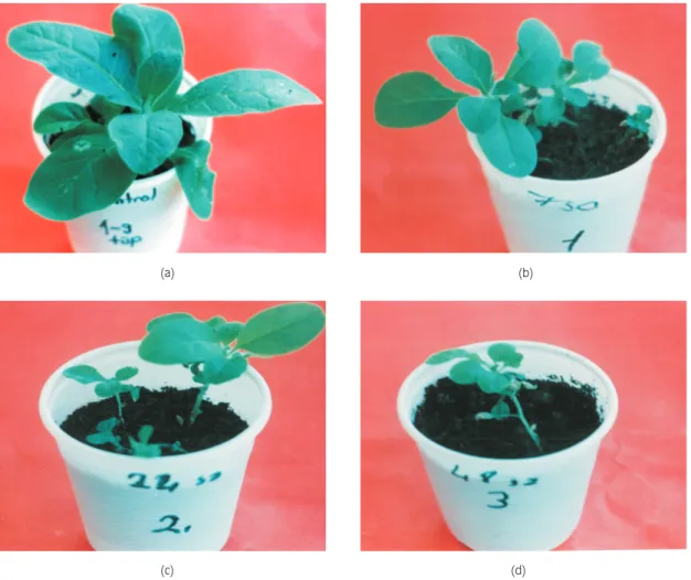 Figure 1. Control (a) and 7h (b), 24 h (c), 48 h colchicine treated plants (d) 1.5 months after transfer to pots.