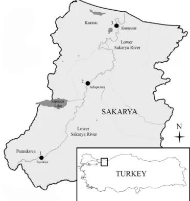 Figure 1. Lower Sakarya River and sampling points (Karasu, 