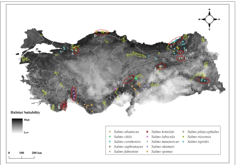 FIGURE 6 | The distribution of native Salmo species and the range of Oncorhynchus mykiss farm escapes in Turkey