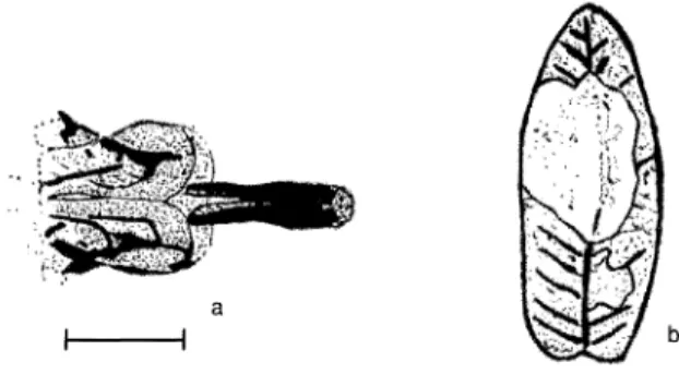 Figure l.  Llrlomyzo  pascuum,  a)  Aedeagus  (scala  !ine:  0.1  mm),  b)  Leaf-mine  on  Euphorbla sp
