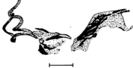 Figure 2. The aedeagus of  Phytomyza aconltophlla  (scala !ine: 0.1 mm). 