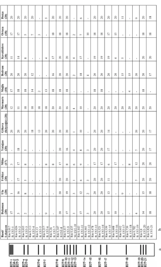 Figure 5. a) Esterase patterns of field collected populations of Drosophila melanogaster from Mu¤la Province of Turkey b) The number of esterase bands for each strain