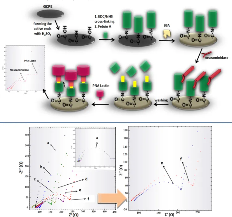 Figure 1. Electrochemical impedance spectra of in ﬂuenza A model viral biosensor. (a) Plain GCPE, (b) carboxylic groups functionalized GCPE COOH ,