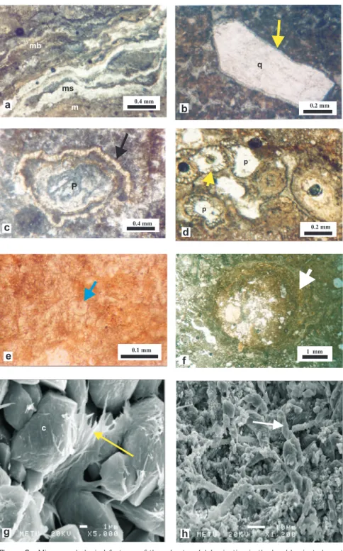 Figure 6. Micromorphological features of the calcretes: (a) lamination in the hard laminated crust consisting of wavy micrite (m), microsparite/sparite (ms), and microbial (mb) laminae; (b) floating quartz grain (q) with microsparitic rim (arrow) in the pe