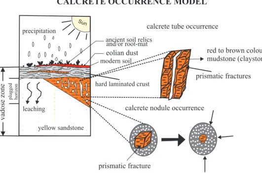 Figure 8. A schematic presentation of calcrete formation. :::::··················· .. .