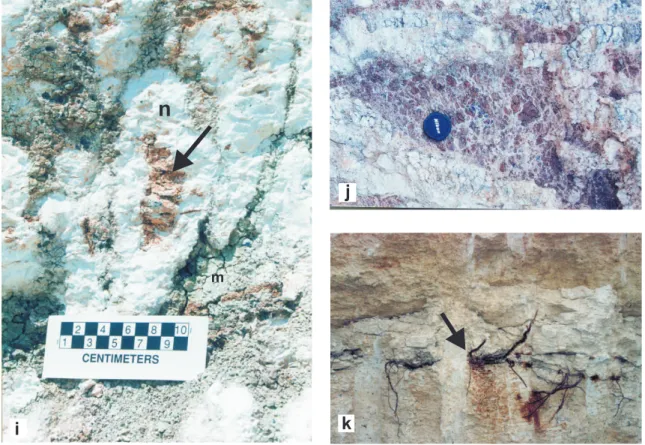 Figure 4.  Field photographs showing calcrete occurrences in and/or over the Kuzgun Formation (Tortonian, Miocene) and in alluvial red soil (Quaternary): (a) pisolithic crust (PCr) overlying the hard laminated crust (H) with an erosional surface (arrow); (