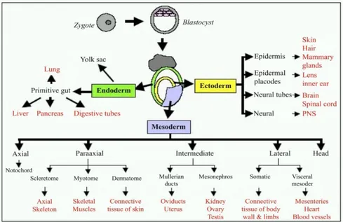 Fig. 3: Embryonic developmental stage and differentiation 