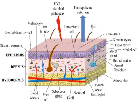 Fig 1: The structure of the skin 