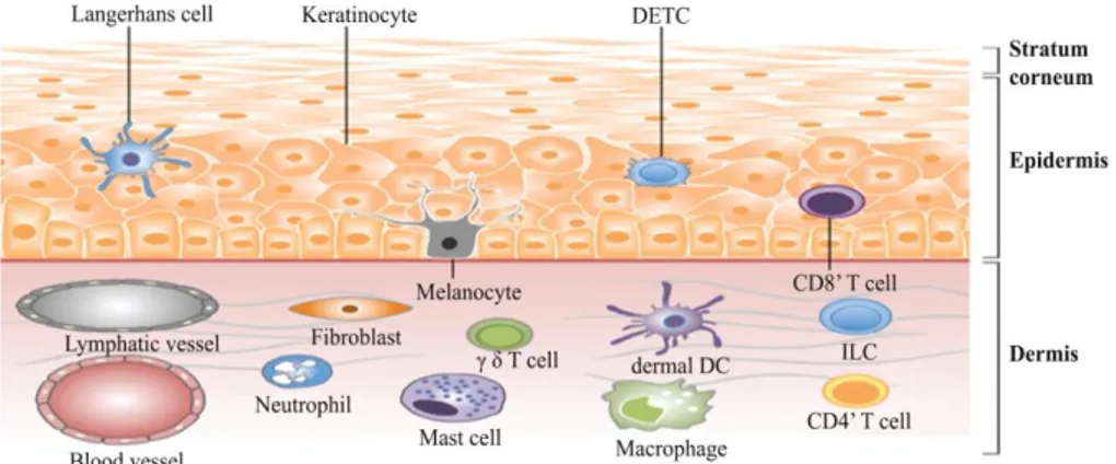 Fig. 2:Skin innate barrier cells 