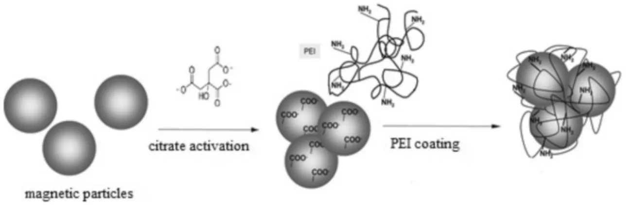 Fig. 1    Schematic representation of the synthesis of polyethyleneimine-coated magnetic nanoparticles