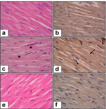 Figure  1:  Histopathological  changes  in  streptozocin-induced  diabetic 