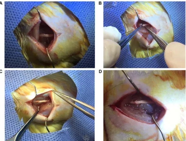 Figure 1. Surgical procedure for the experimental groups. (A) The sciatic nerve was exposed 1 cm distal of the sciatic notch to 1 cm distal to the trifurcation