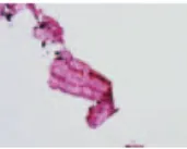 FIGURE 3. Cartilage-like organic material (hematoxylin-eosin  40).