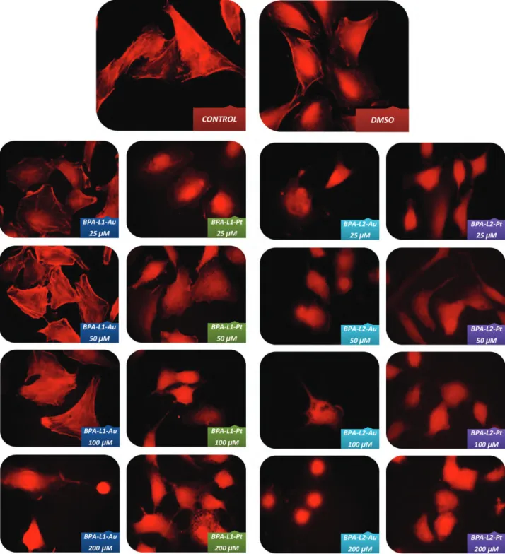 Figure 4. The alterative influence of the synthesized organometallic complexes on filamentous actin cytoskeleton proteins in the A549 cancer cell line.