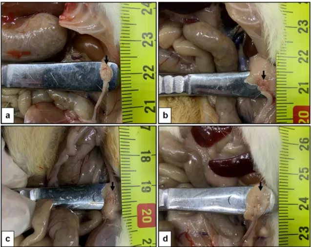 Fig. 1    Macroscopic images of the ovaries in different groups. a Control group, b OHSS group, c  OHSS + cabergoline  group,  d  OHSS + OT—160 µg/kg group; arrows indicate ovary