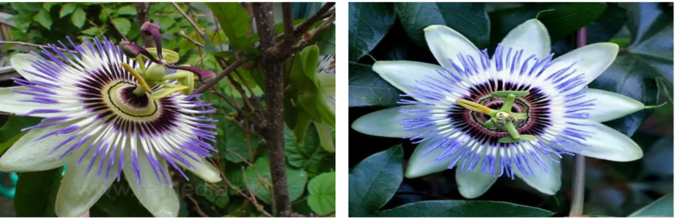 Figure 1. Passion flower  Material and Methods 
