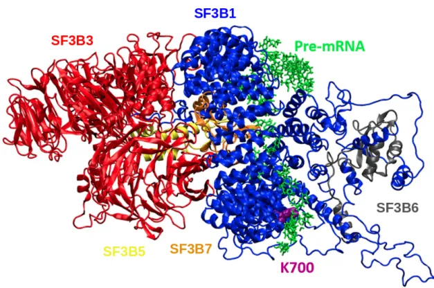 Figure 8. The depiction of the 3D structure of five domains of the SF3b complex included in this study