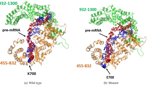 Figure 7. 3D structure of the two highlighted regions surrounding pre-mRNA in wild type system (a) and mutant system (b)