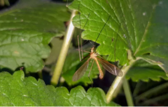 Fig. 1. Habitus of Tipula (Lunatipula) tanap sp. n. Koç &amp; Can