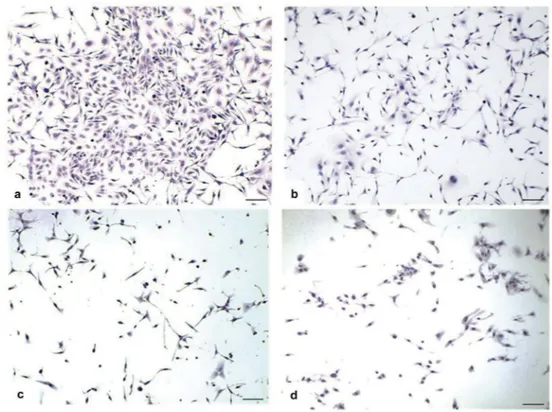 Figure 3. Light microscopic changes of SKOV-3 ovarian cancer line. When the control group (untreated) hematoxylin-eosin (H&amp;E) staining of the SKOV-3 ovarian cancer cells was examined, three different cell morphologies, epithelial, round and spindle sha