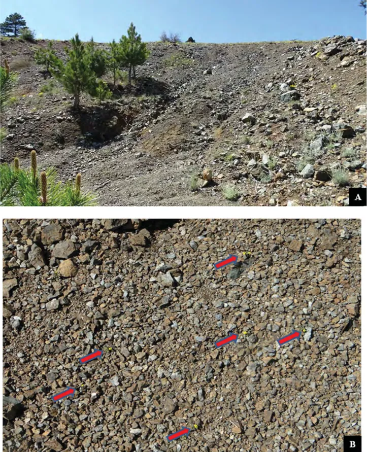 FIGURE 3. Habitat of Viola denizliensis. A) Population on serpentinite stony slopes; B) Very tiny samples (marked with arrows) among  serpentinite stones.