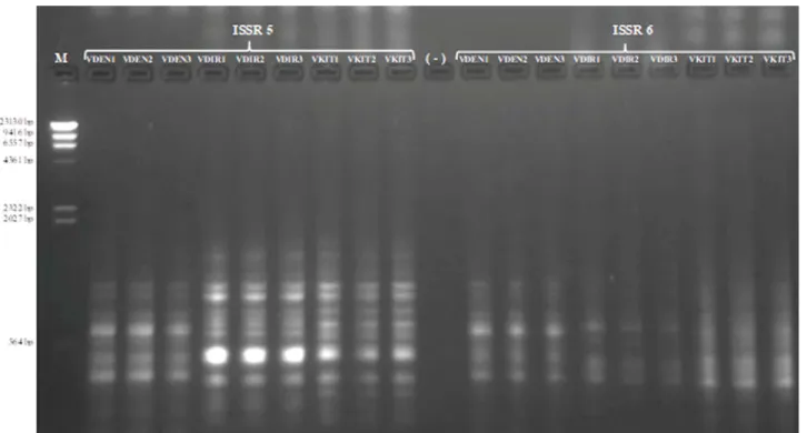 FIGURE 5. ISSR5 and ISSR6 PCR amplification products visualized with dying with ethidium bromide in 1.5% agarose gel for three  different Viola taxa (VDEN1-3, V
