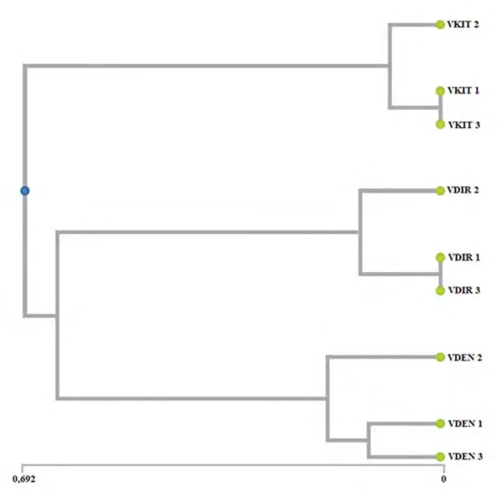 FIGURE 6. Dendogram of the nine samples belonging to three studied taxa of Viola using UPGMA cluster analysis based on genetic  similarities of DNA fingerprinting patterns from the four ISSR primers (VDEN1-3, V