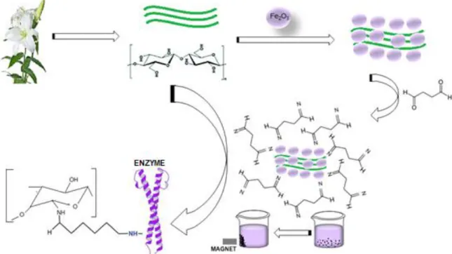 Figure  1  Reaction  mechanisms  of  the  cellulosic  structures  of  LFs  (Lilium  candidum  L) 