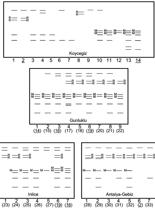 Figure 3. Zymograms of esterase band patterns in the four L. orientalis populations. Numbers in bold indicate different kinds of the  enzyme patterns seen within the particular population