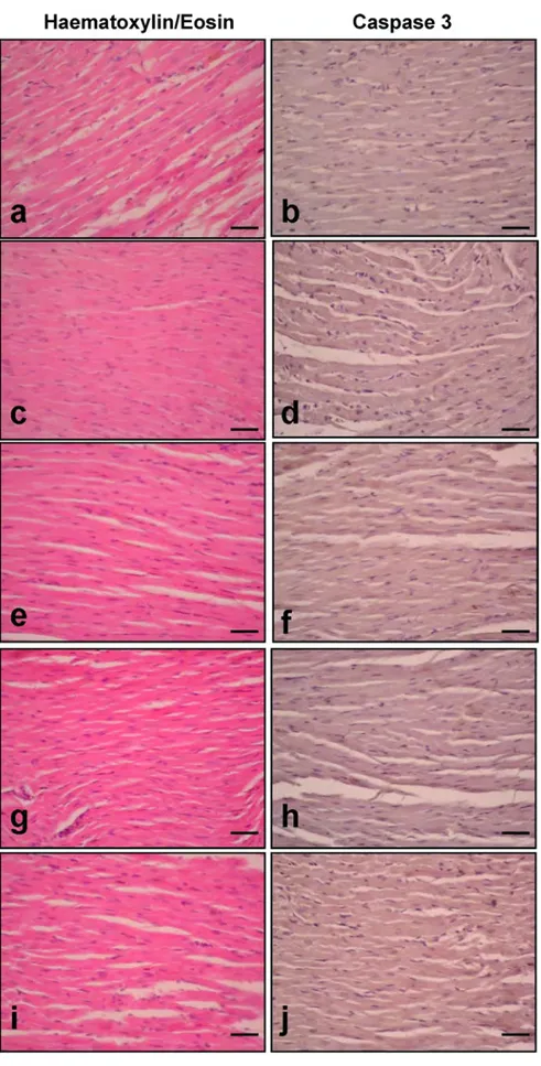 Fig. 2    Effects of treatments on  haematoxylin/eosin staining and  Caspase 3 immunoexpression  levels in cardiac tissue sections