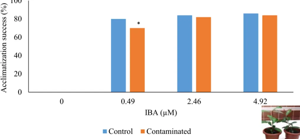 Fig. 2    Acclimatization results  of control and microshoots  proliferated from shoot apices  excised from 12 month-stored  contaminated fraser photinia  in vitro cultures on different  concentrations of IBA  contain-ing medium 020406080100 0 0.49 2.46 4.