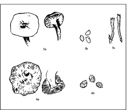 Fig.  5-6:  5:  Hygrophorus speciosus  and 6:  Russula sororia.  a:  Carpophores, b:  Spores and c:  Basidia 