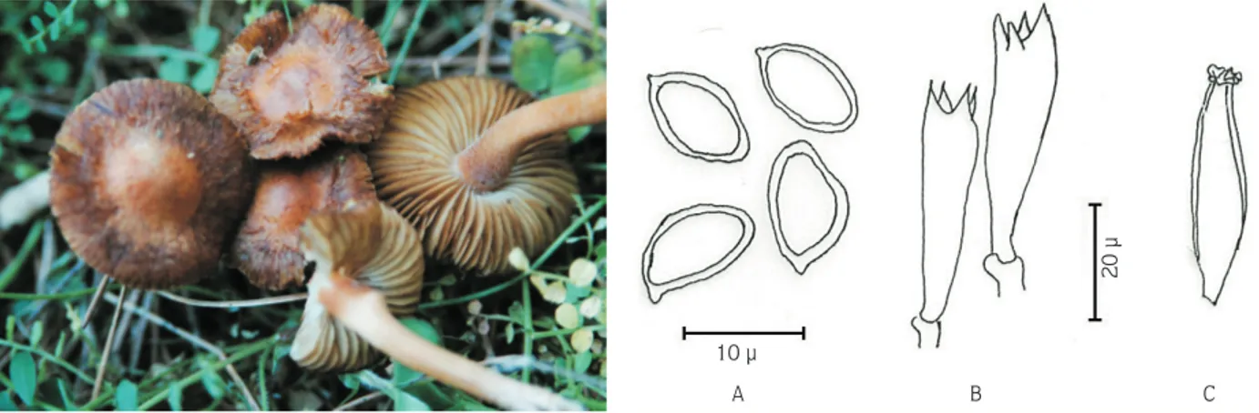 Figure 1. Inocybe flocculosa var. crocifolia: A) spores; B) basidium; C) cheilocystidium.