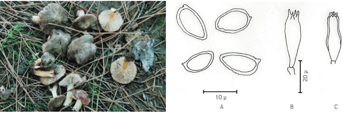 Figure 4. Inocybe splendens var. splendens: A) spores; B) basidium; C) cheilocystidium.