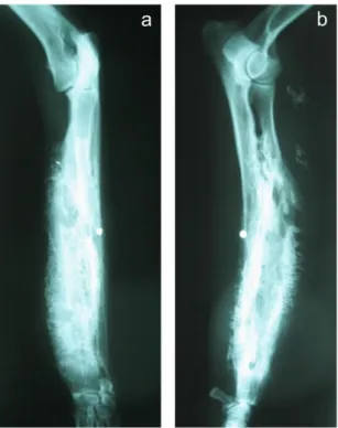 Şekil 2. Olgunun osteomyelitisli ekstremitesinin sağaltımdan önceki a) craniocaudal (CrCa) ve b) mediolateral  (ML) radyolojik görünümleri