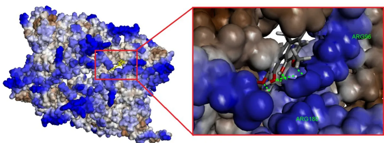 Figure  7.  Molecular  surface of GSK-3β  with  magnoflorine.  Hydrophobic  structure  of  the  binding 
