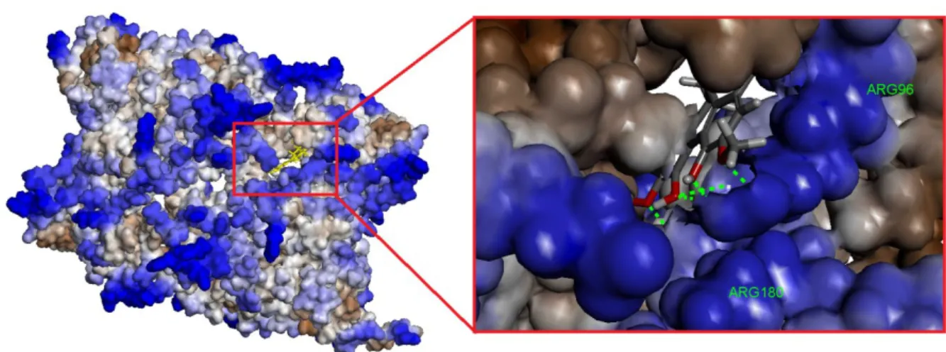 Figure  7.  Molecular  surface of GSK-3β  with  magnoflorine.  Hydrophobic  structure  of  the  binding 